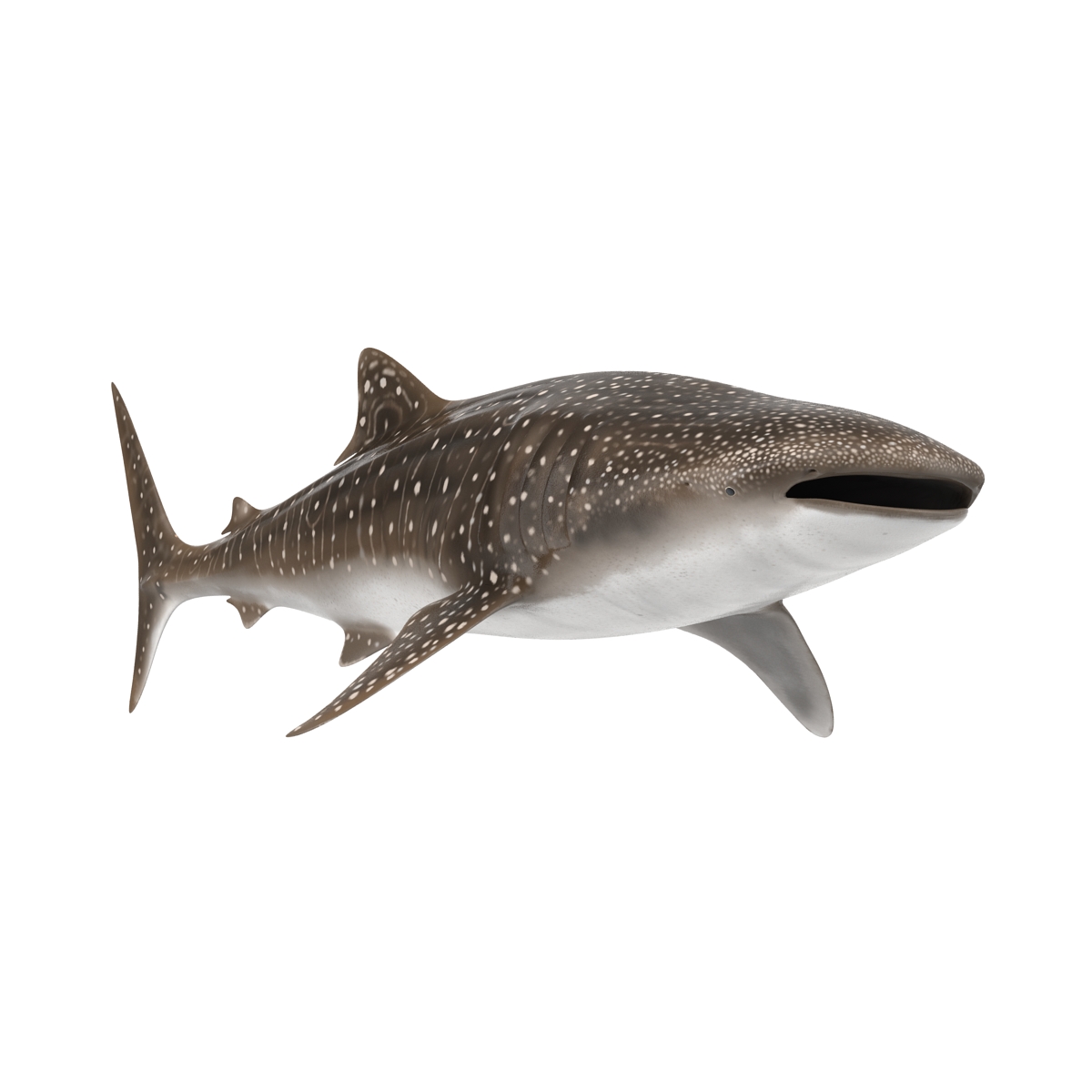 3D Whale Shark Rigged model