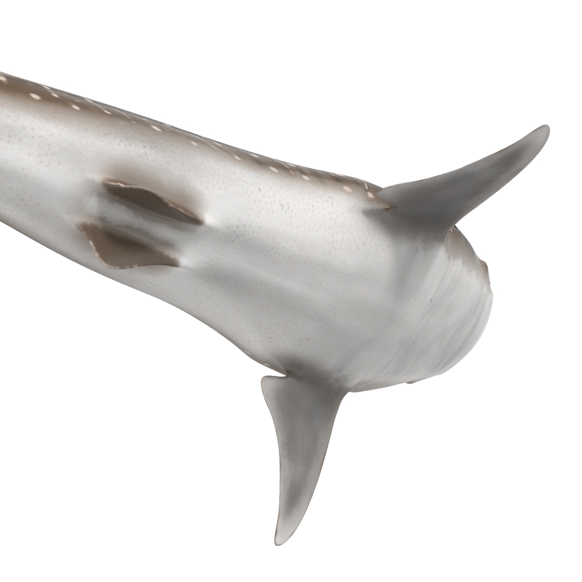 3D Whale Shark Rigged model