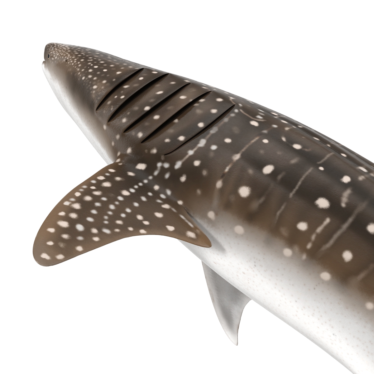 3D Whale Shark Rigged model