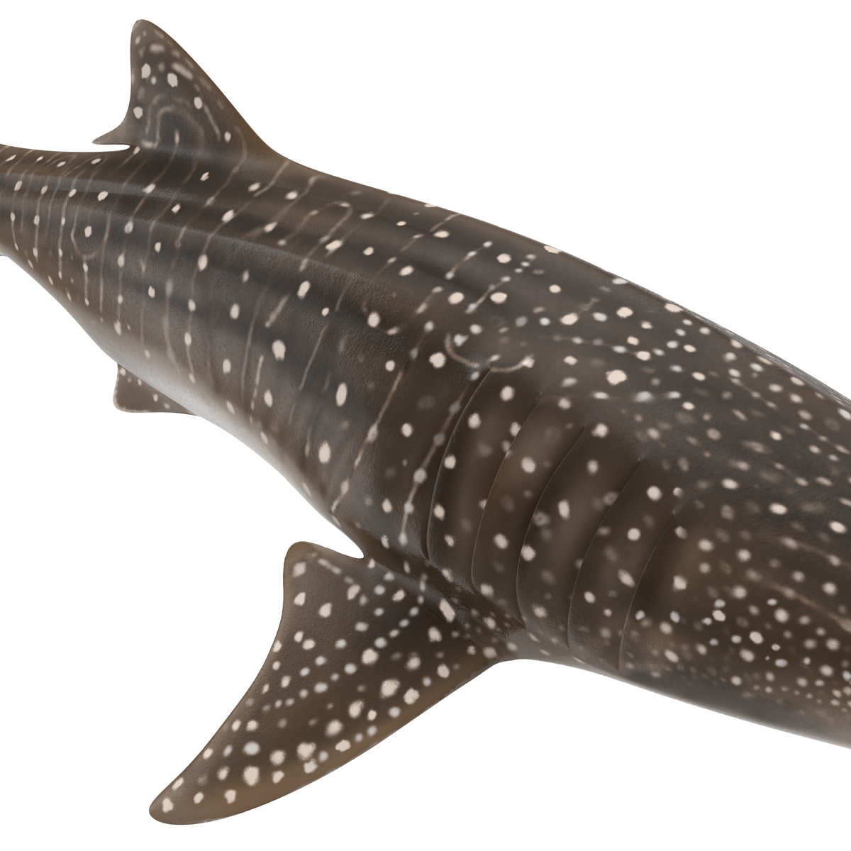 3D Whale Shark Rigged model