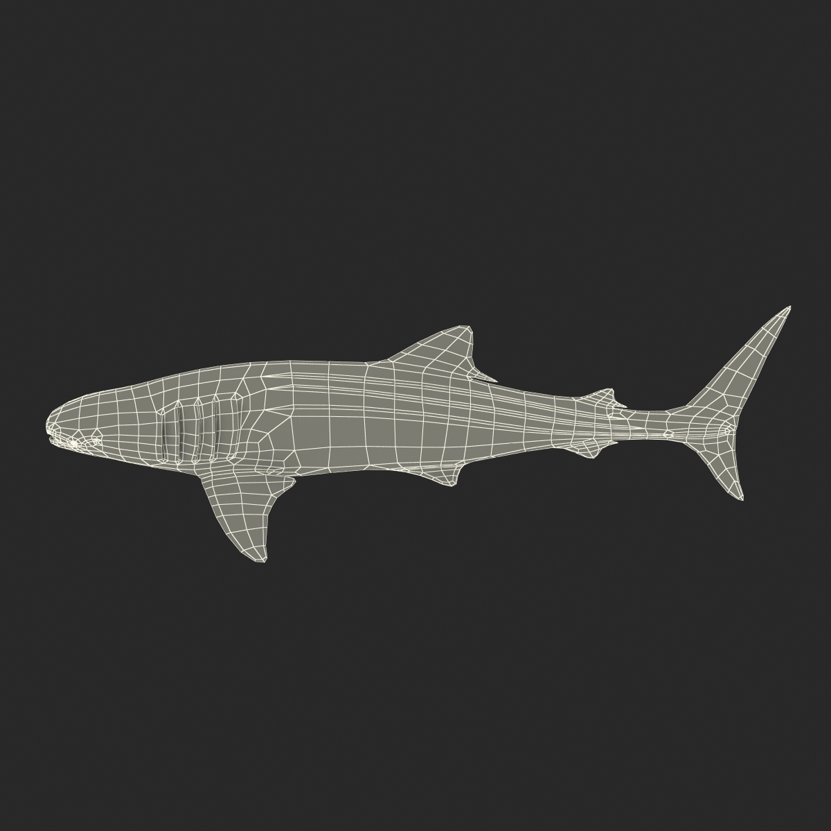 3D Whale Shark Rigged model