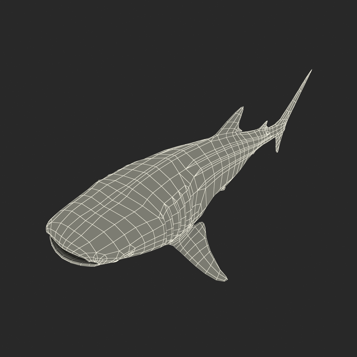 3D Whale Shark Rigged model