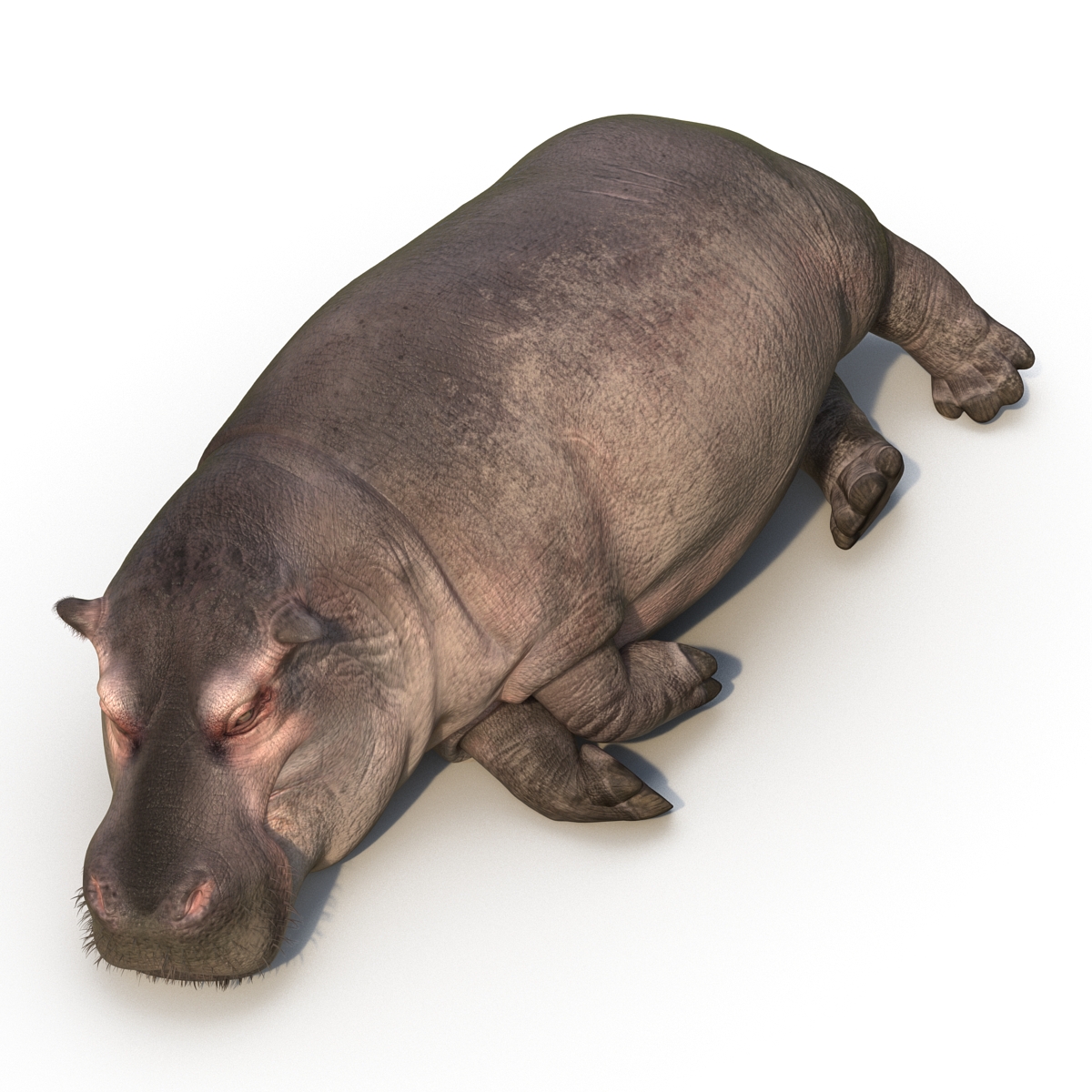 3D Hippopotamus Rigged with Fur model