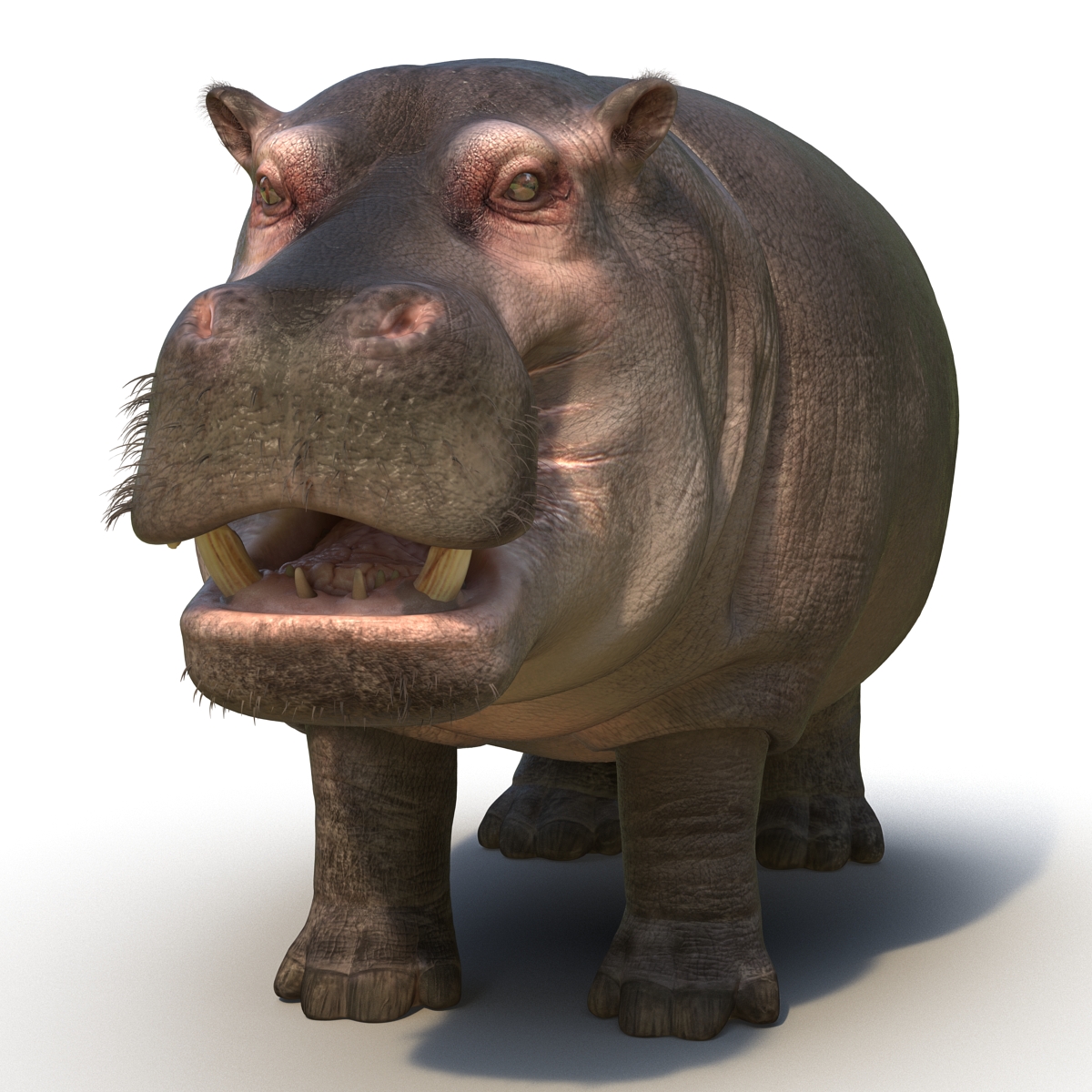 3D Hippopotamus Rigged with Fur model