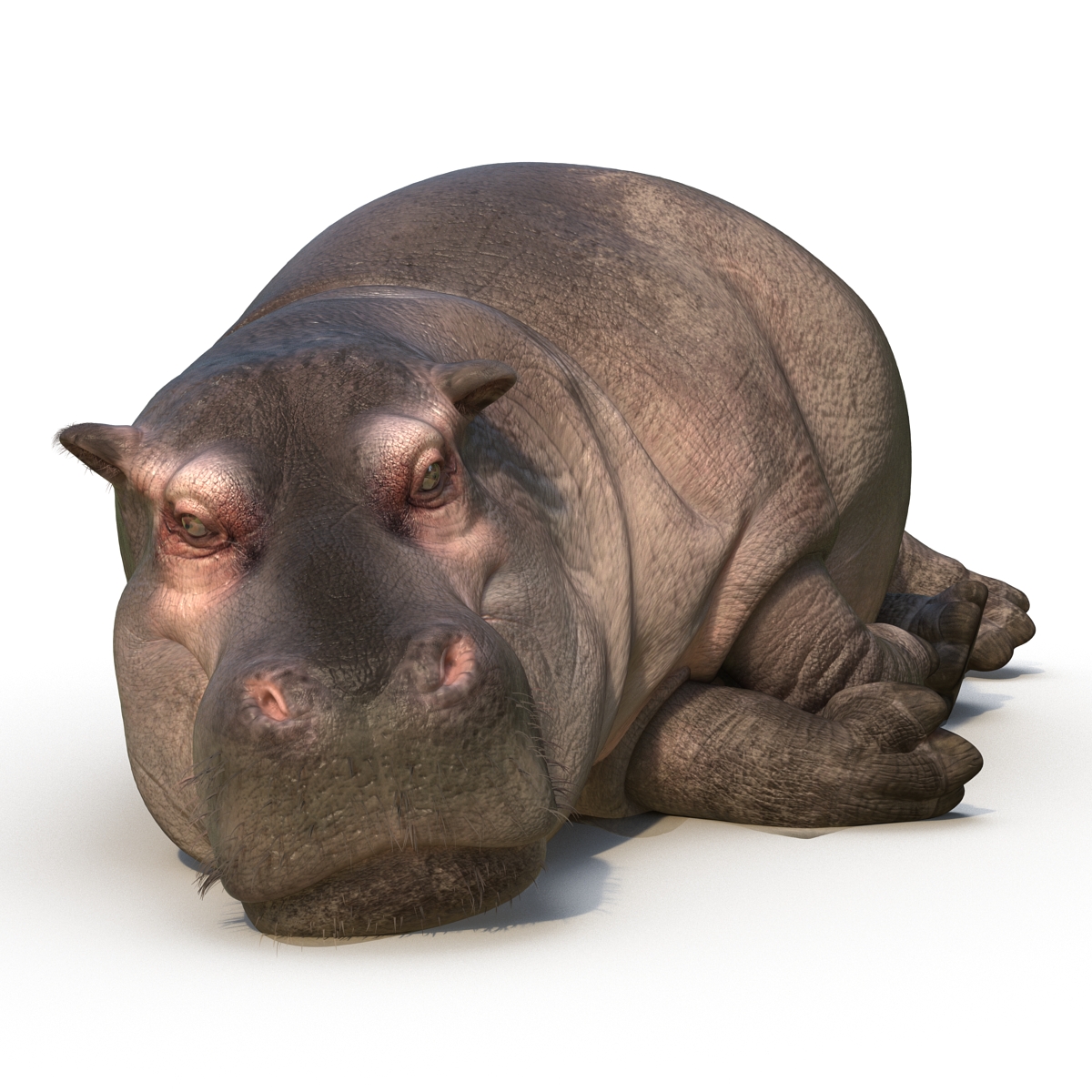 3D Hippopotamus Rigged with Fur model