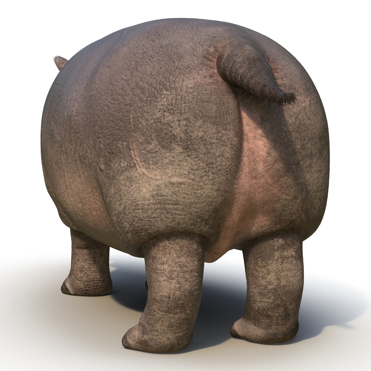 3D Hippopotamus Rigged with Fur model