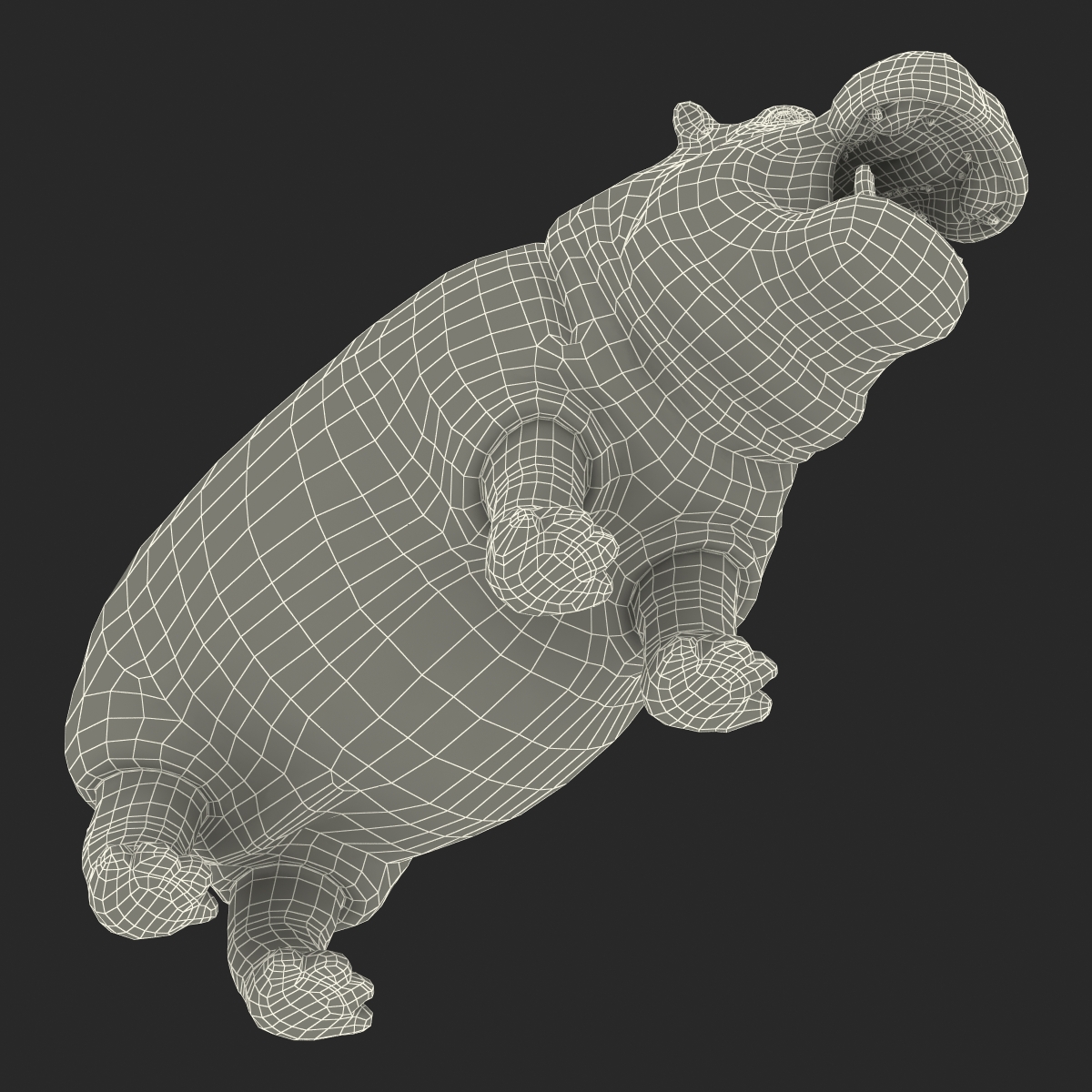 3D Hippopotamus Rigged with Fur model