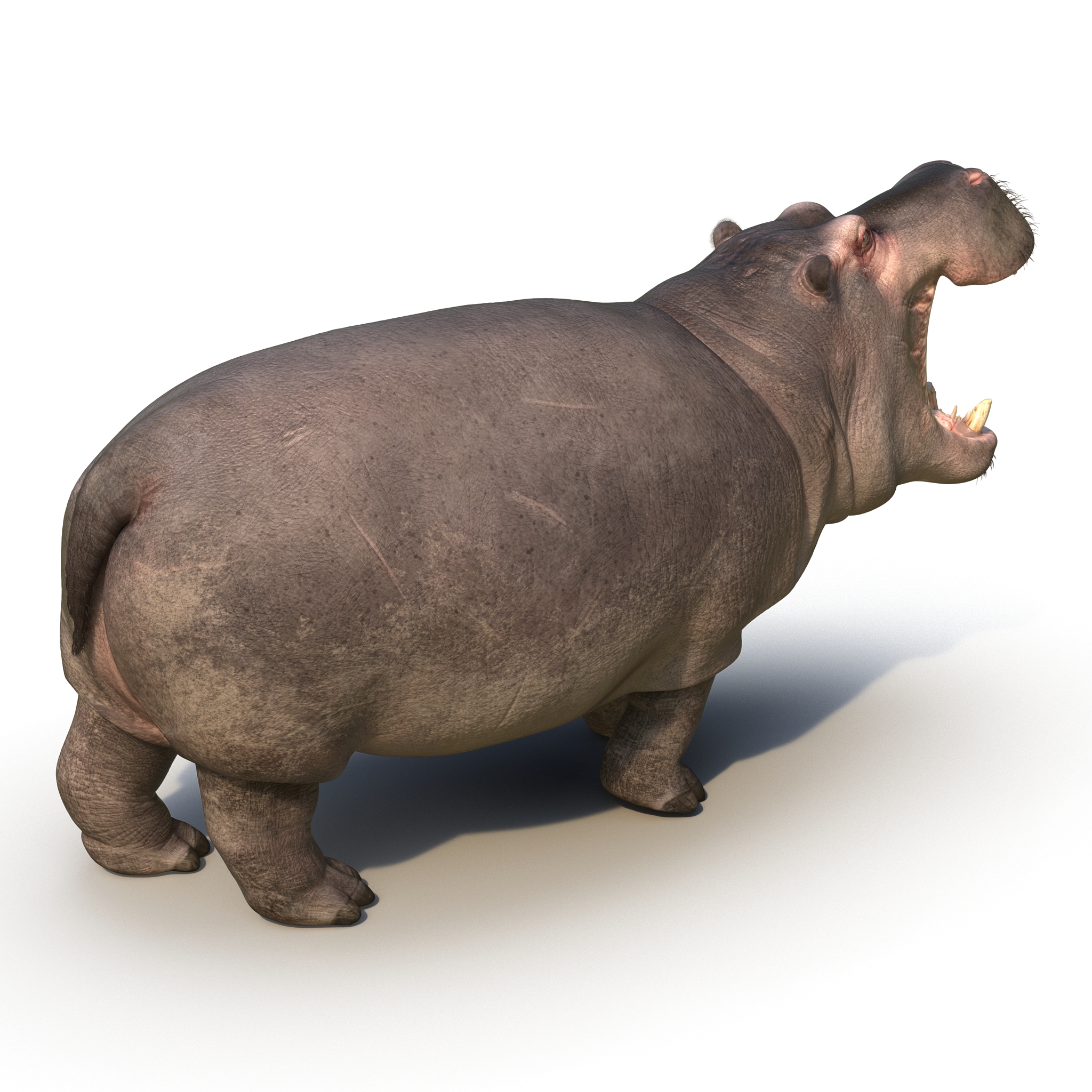 3D Hippopotamus Pose 2 with Fur model