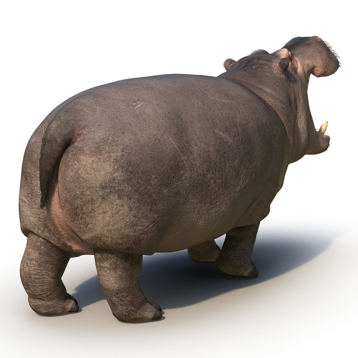 3D Hippopotamus Pose 2 with Fur model