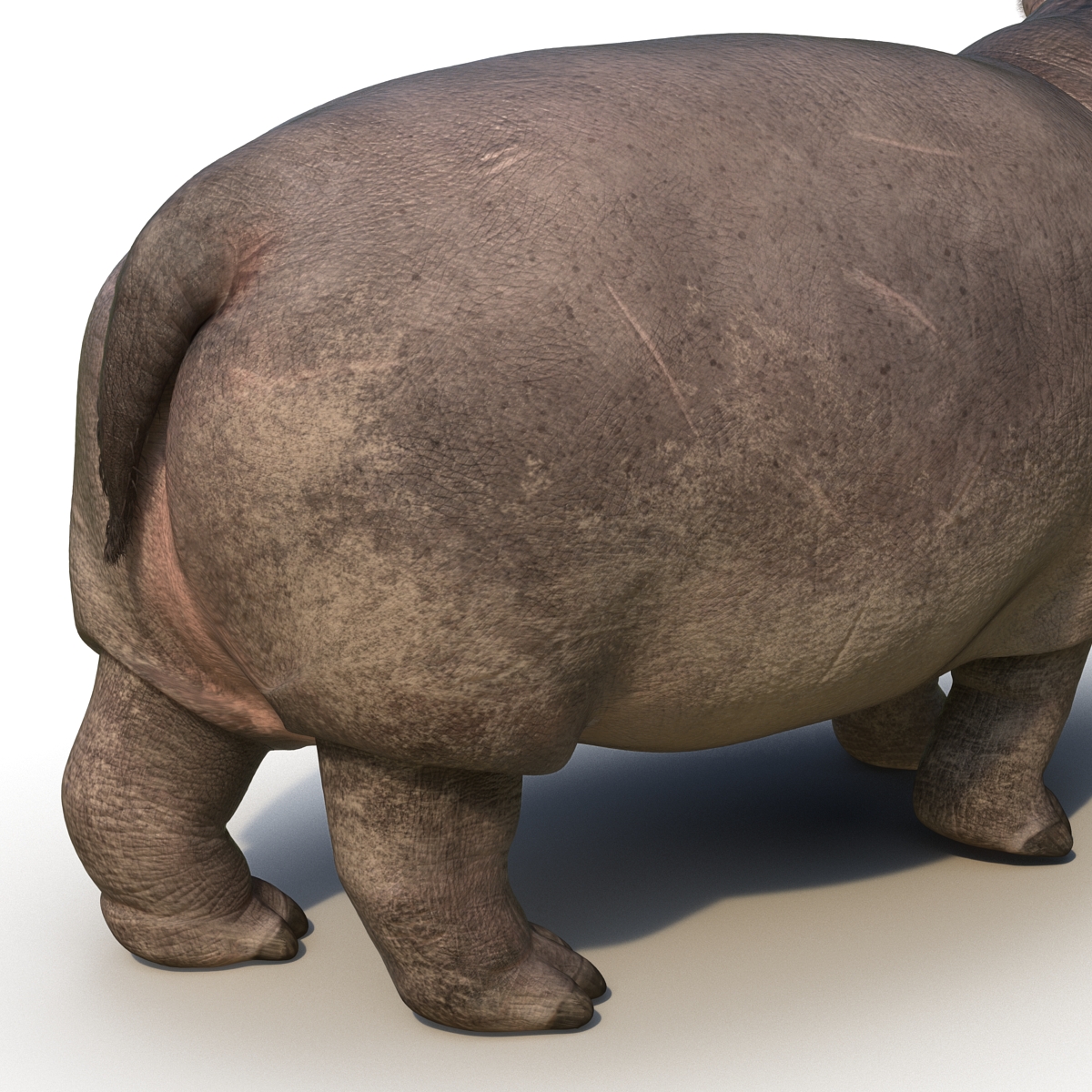 3D Hippopotamus Pose 2 with Fur model