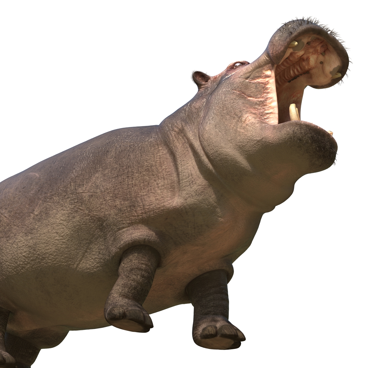 3D Hippopotamus Pose 2 with Fur model