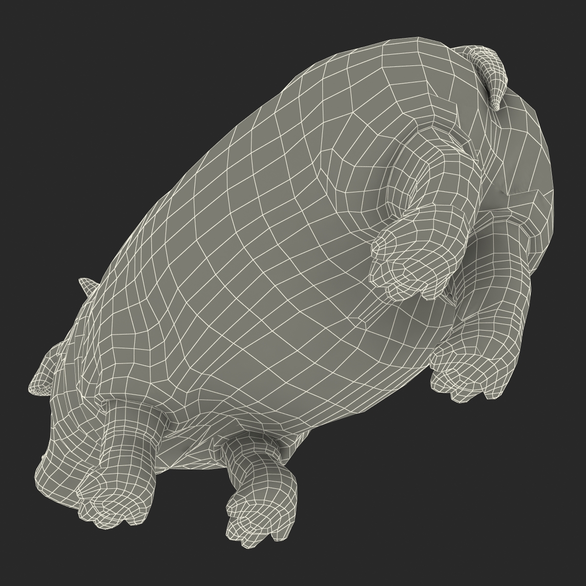 3D Hippopotamus Pose 2 with Fur model