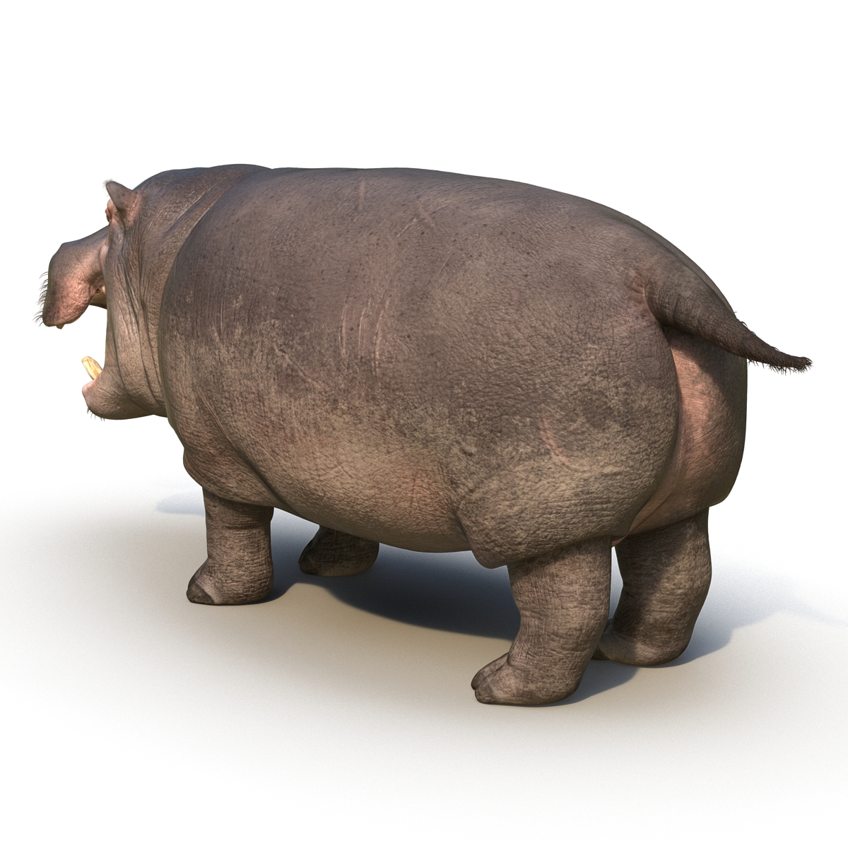 3D Hippopotamus 2 with Fur model