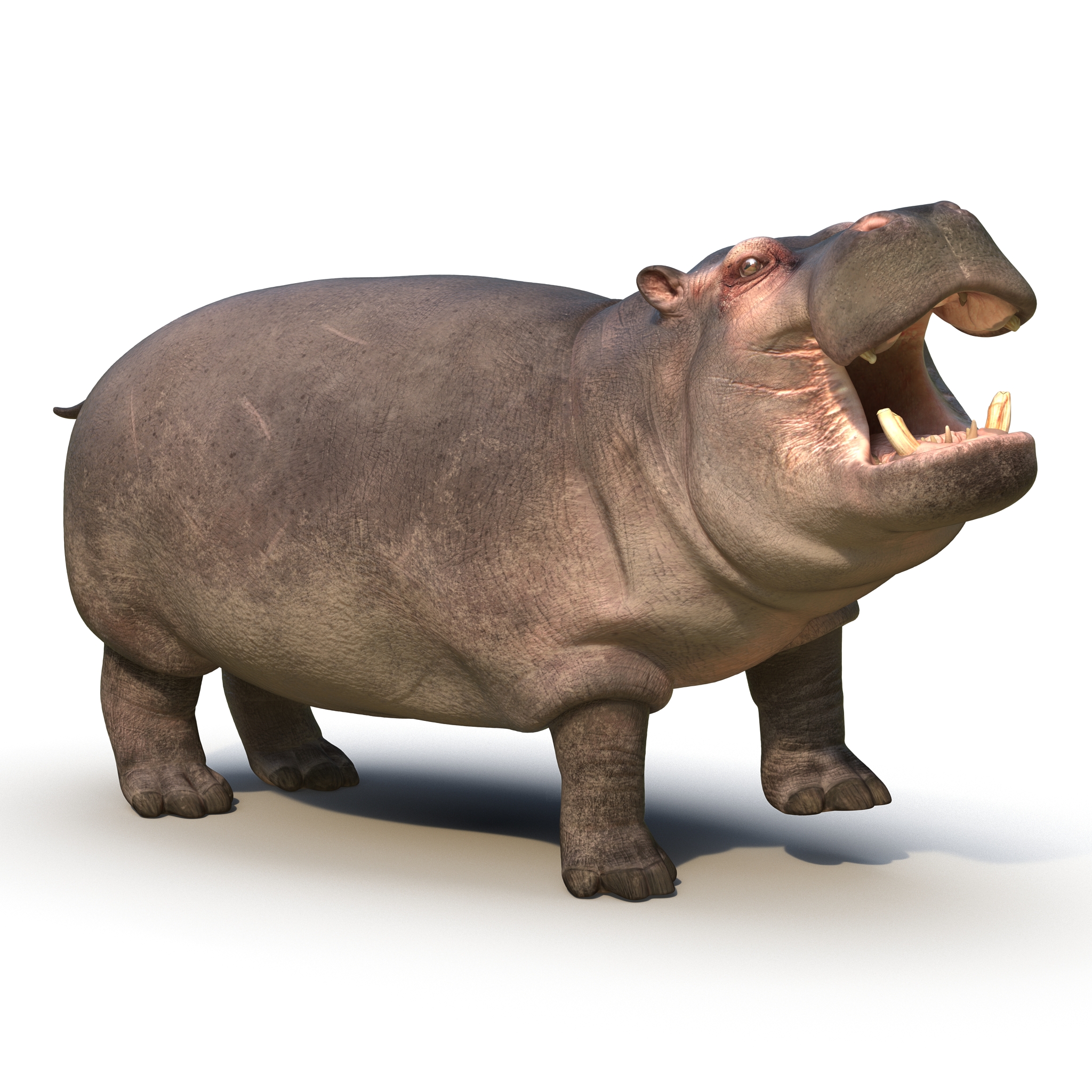 Hippopotamus Rigged 3D model