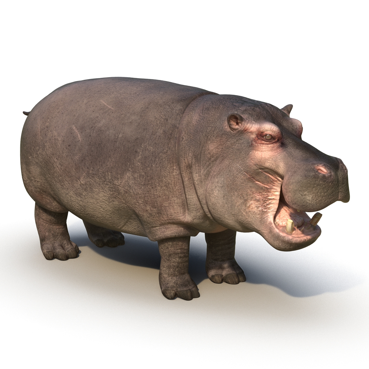 Hippopotamus Rigged 3D model