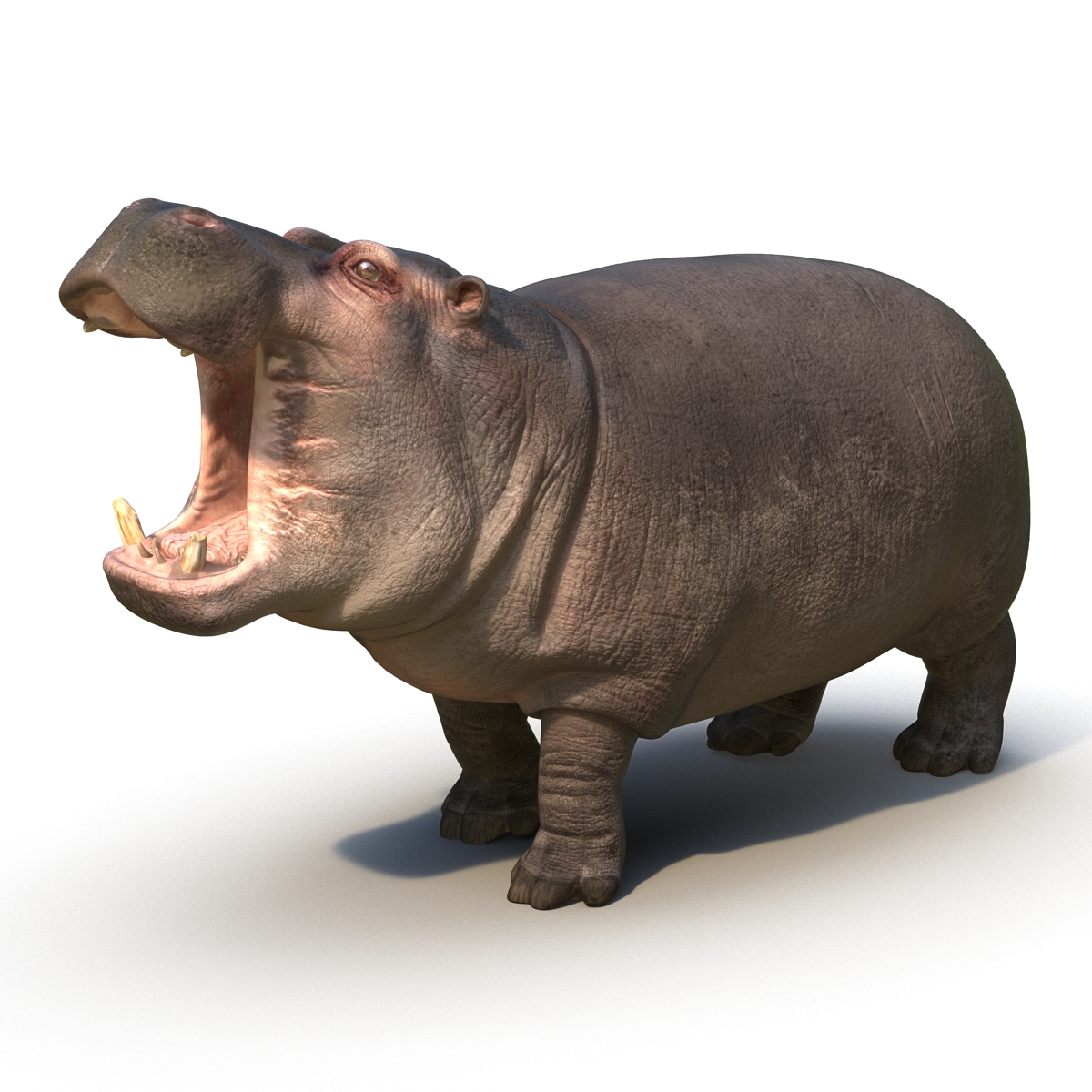 Hippopotamus Rigged 3D model