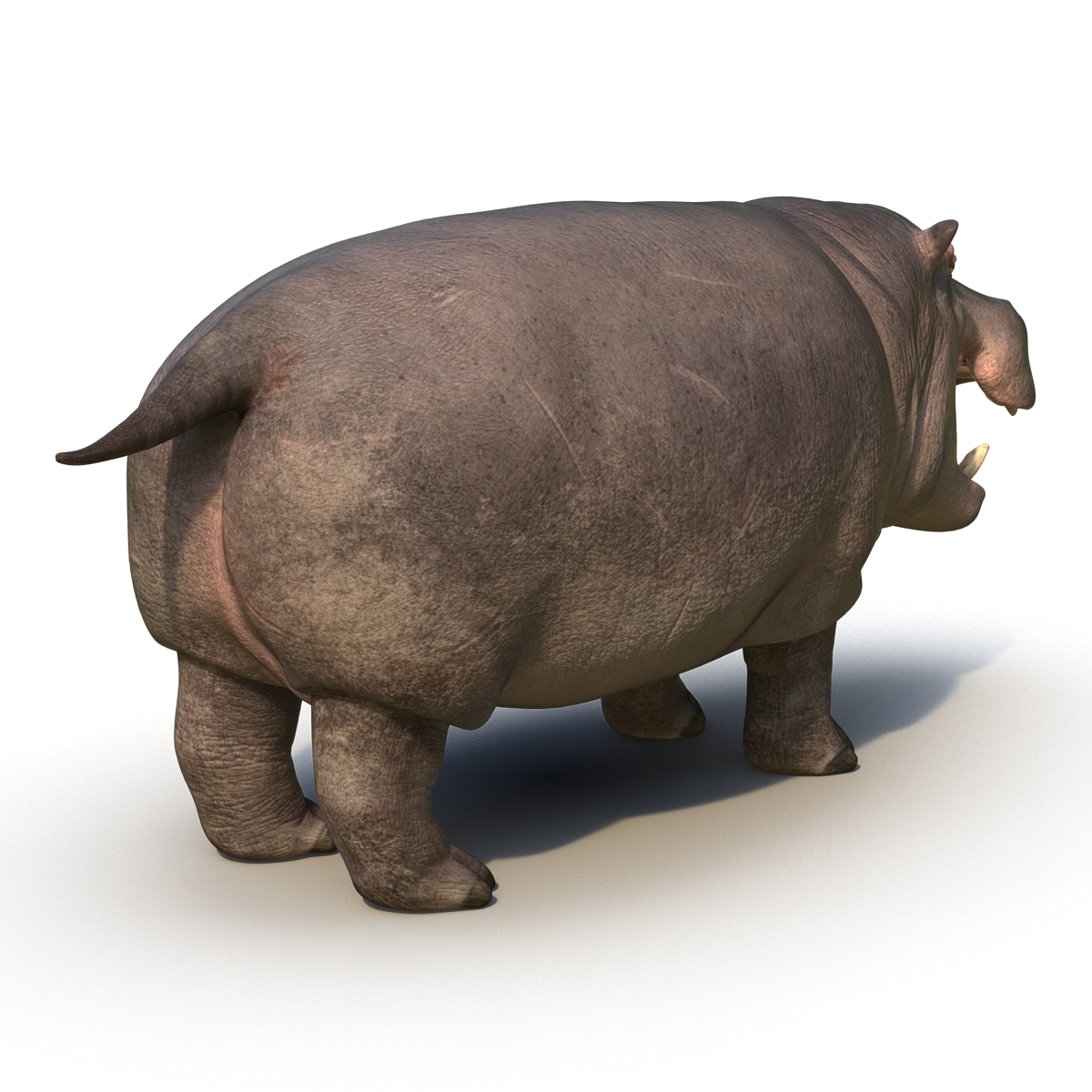 Hippopotamus Rigged 3D model