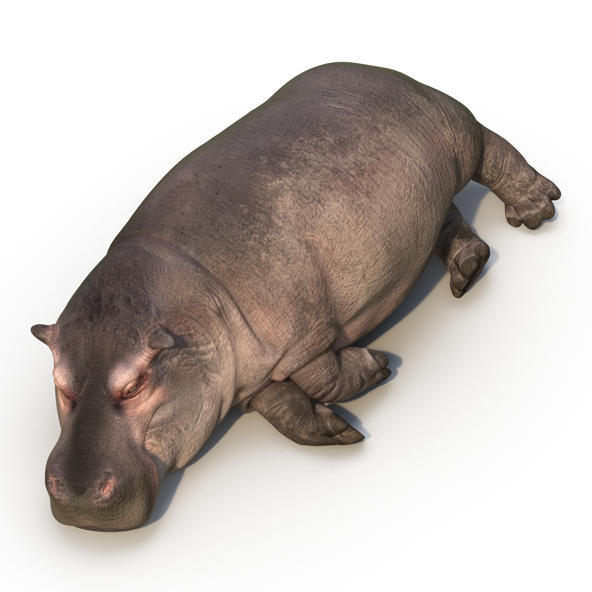 Hippopotamus Rigged 3D model