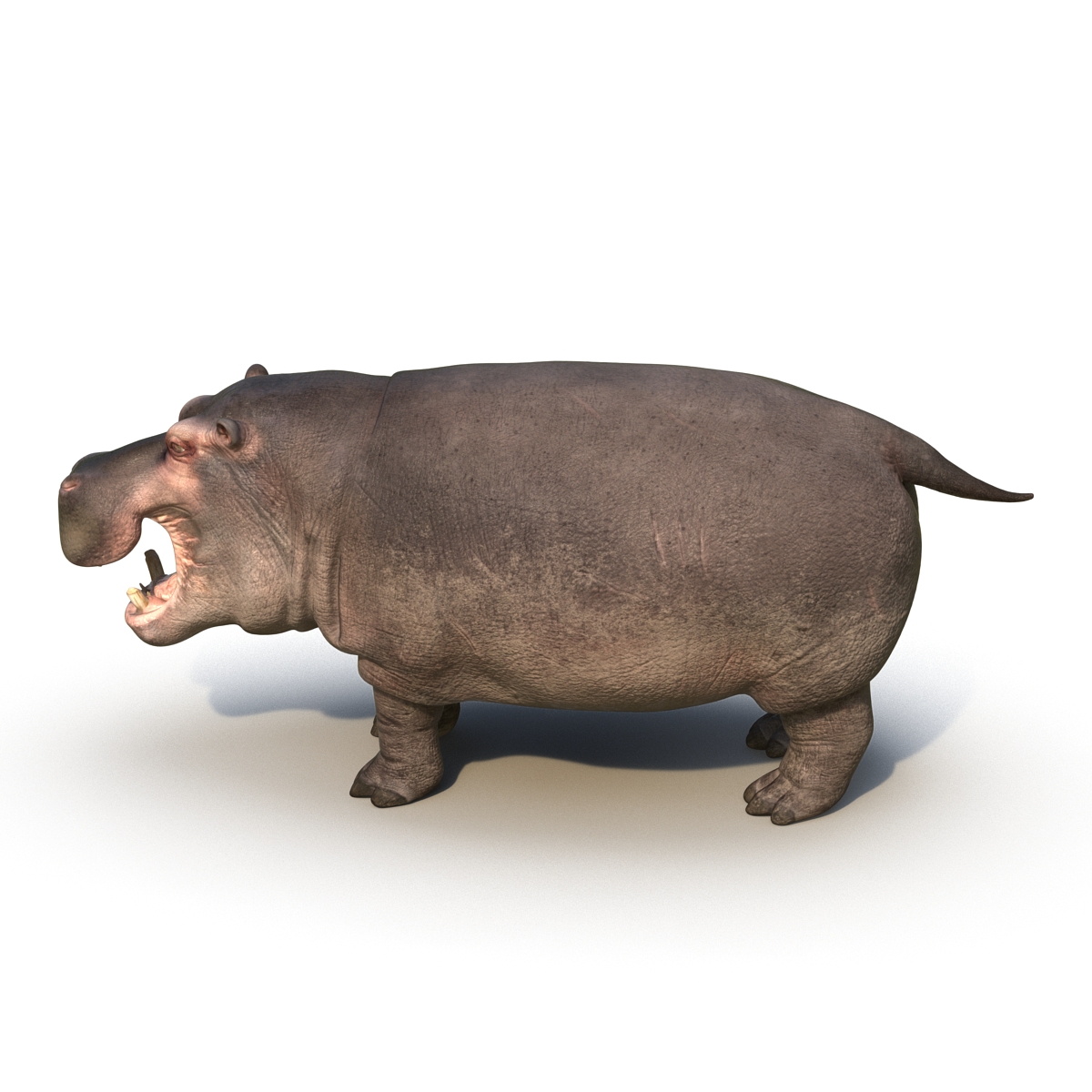 Hippopotamus Rigged 3D model