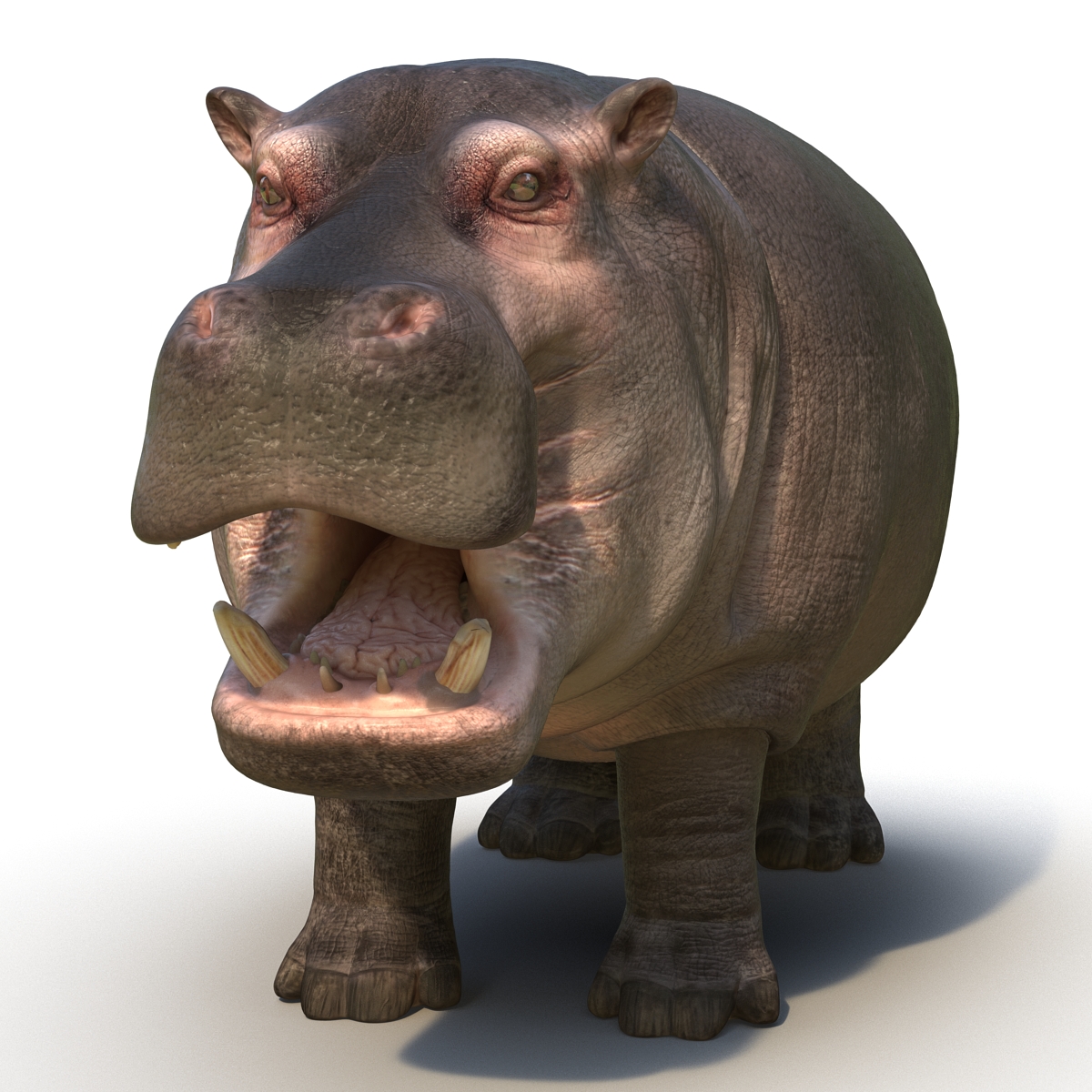 Hippopotamus Rigged 3D model