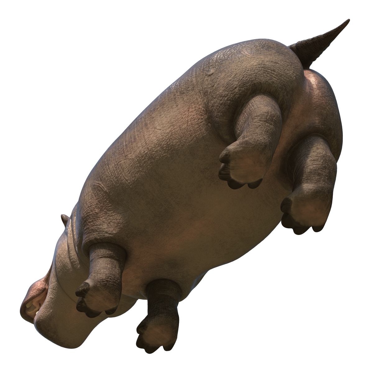 Hippopotamus Rigged 3D model