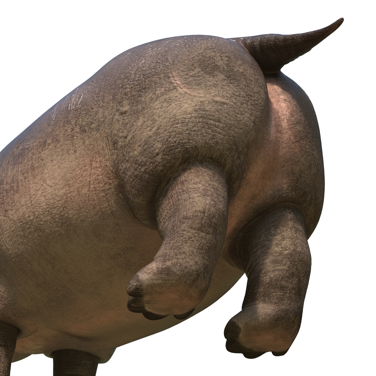 Hippopotamus Rigged 3D model