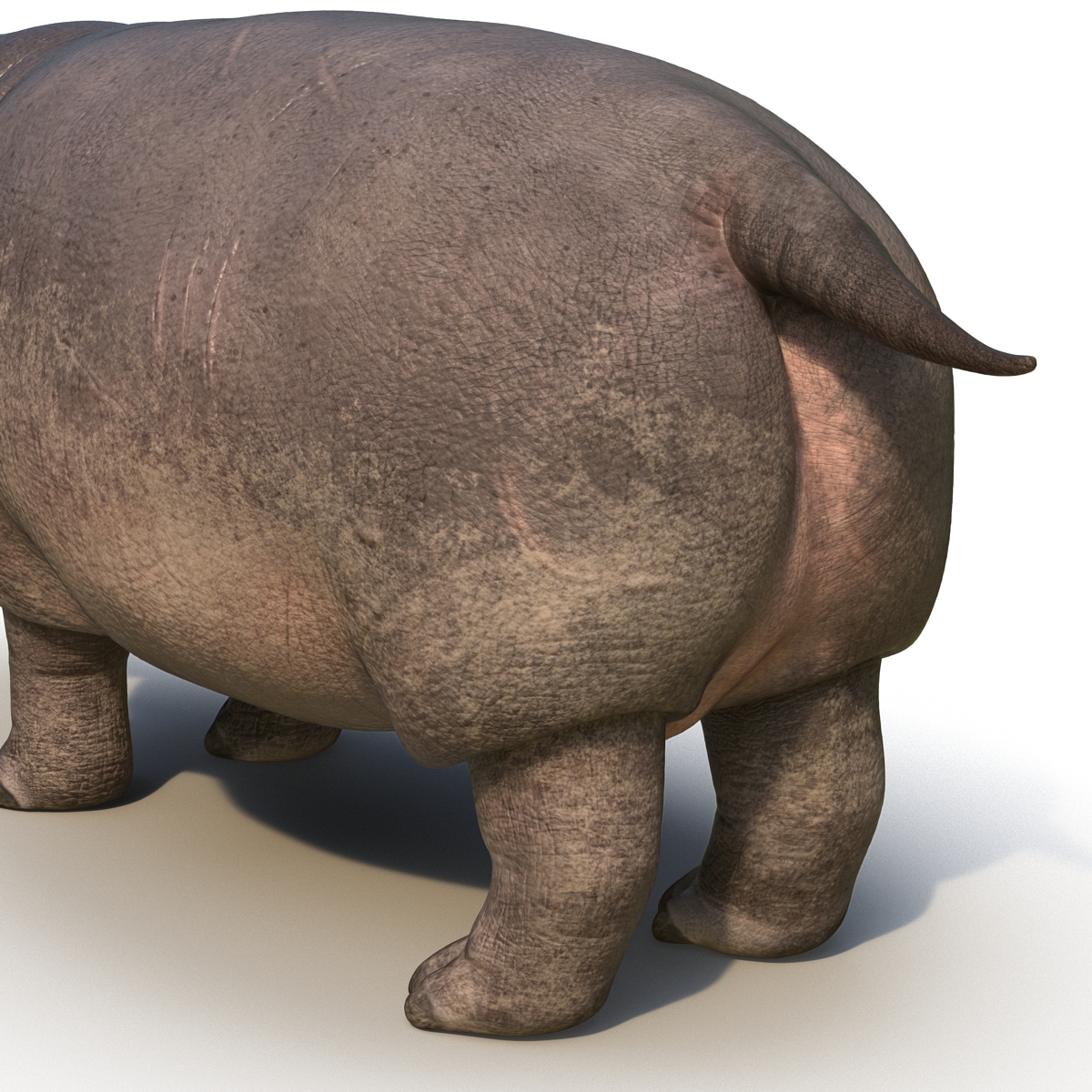 Hippopotamus Rigged 3D model