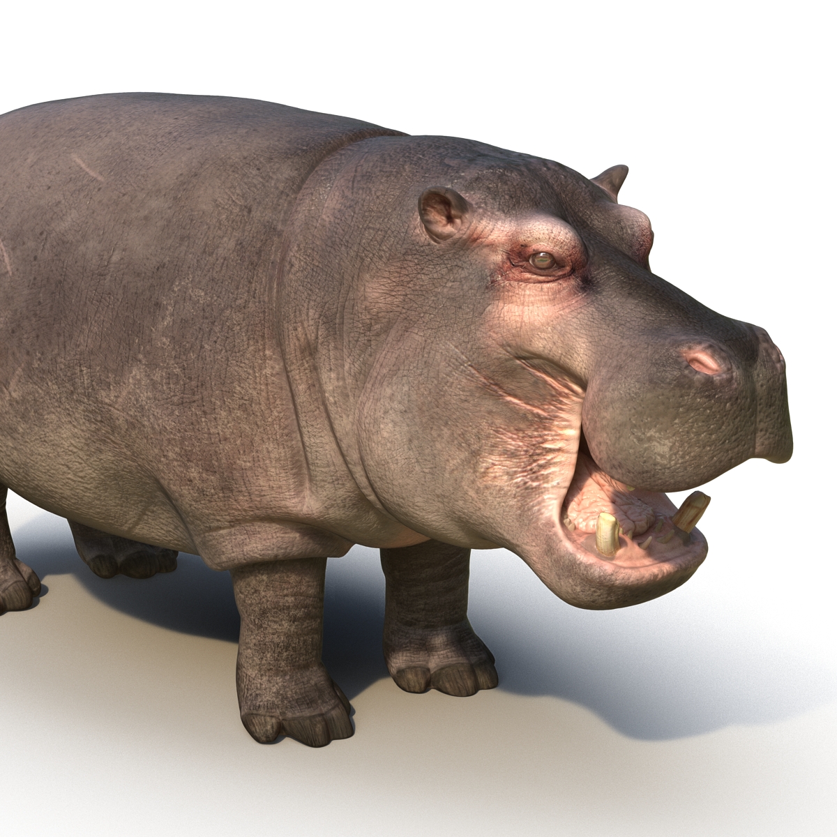 Hippopotamus Rigged 3D model