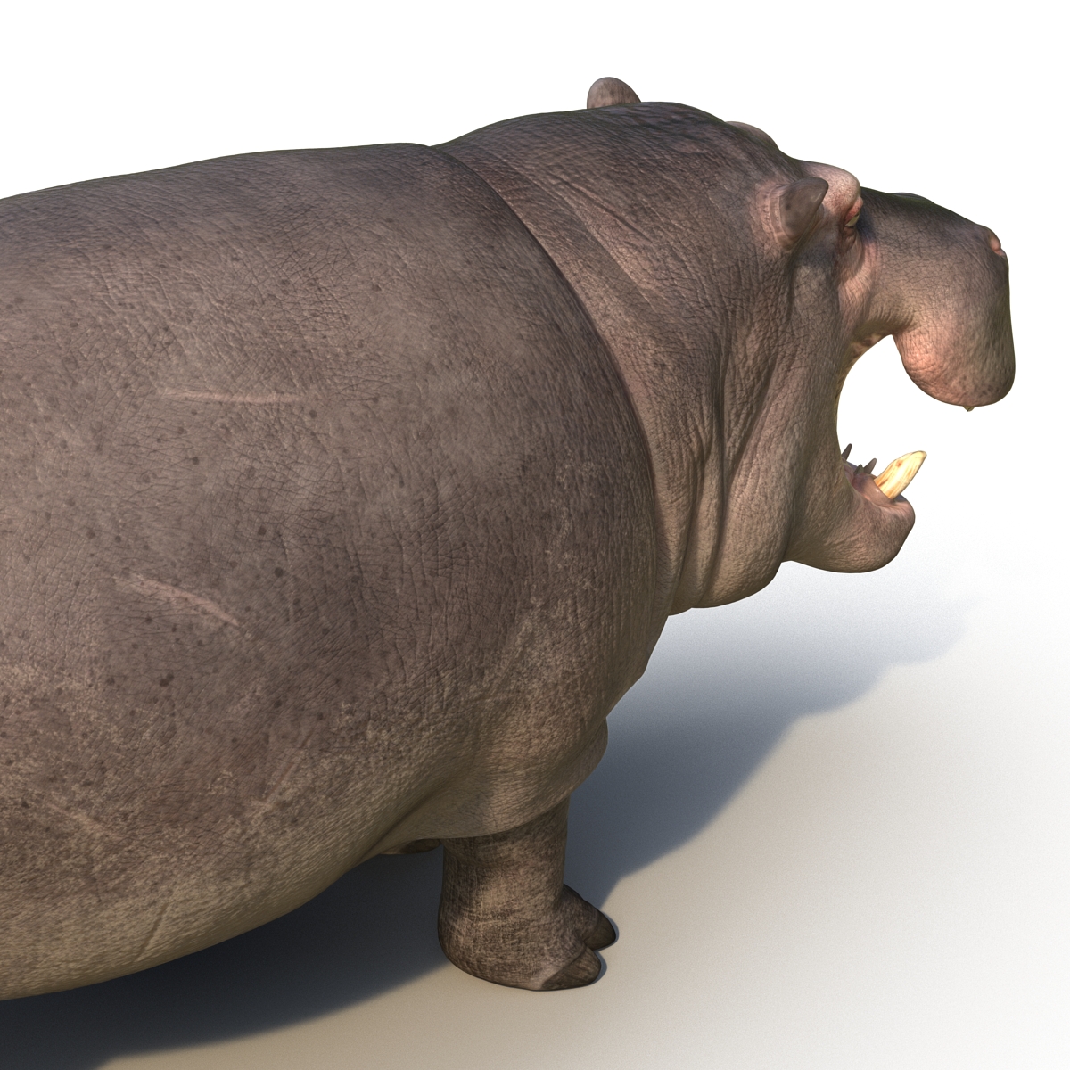 Hippopotamus Rigged 3D model