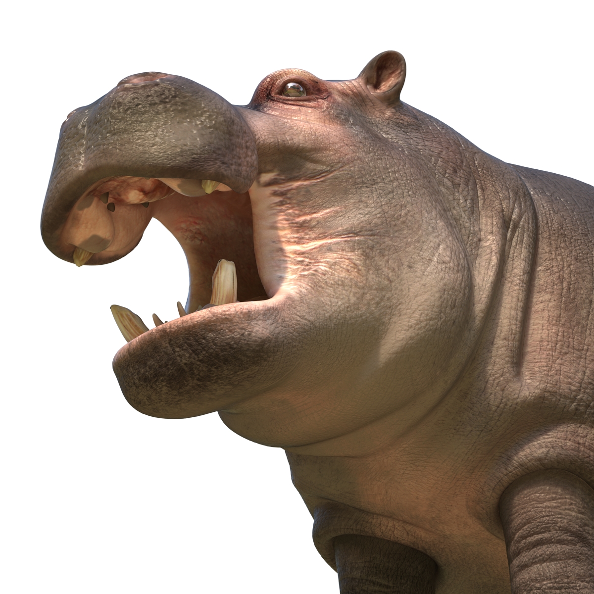 Hippopotamus Rigged 3D model