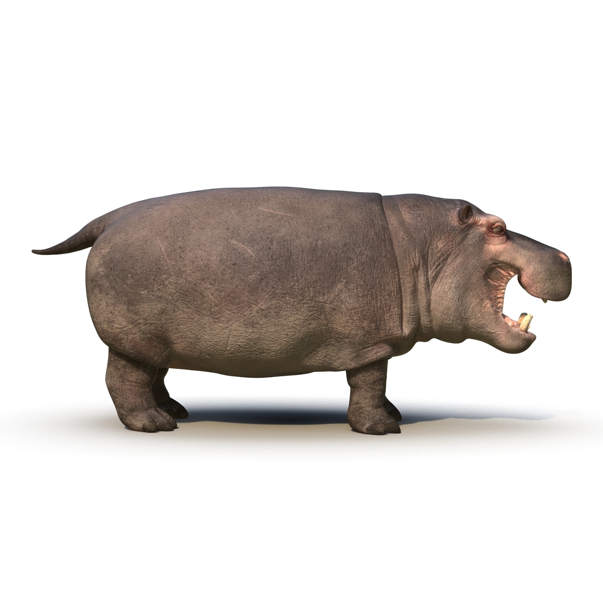 Hippopotamus 2 3D model