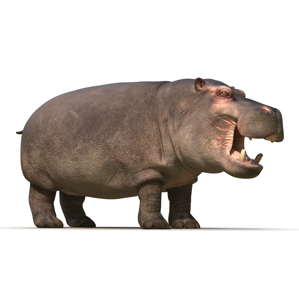 Hippopotamus 2 3D model