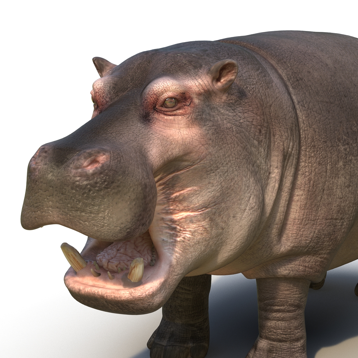 Hippopotamus 2 3D model