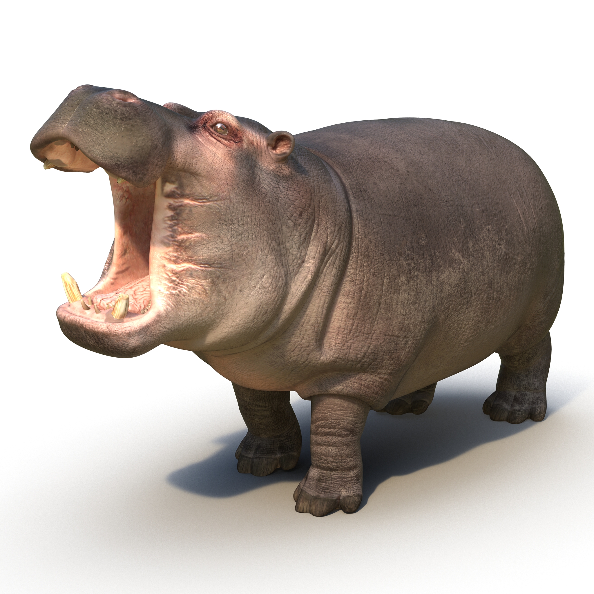 Hippopotamus Pose 2 3D model