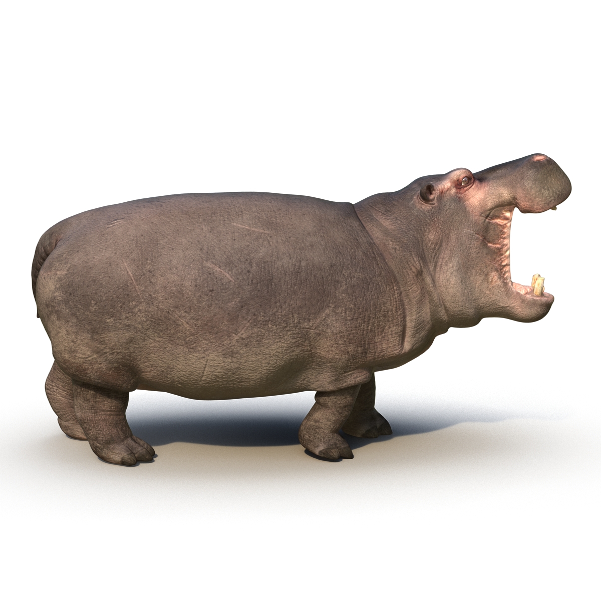 Hippopotamus Pose 2 3D model