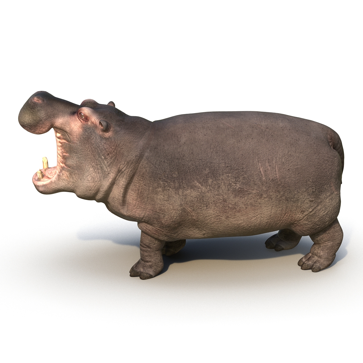 Hippopotamus Pose 2 3D model