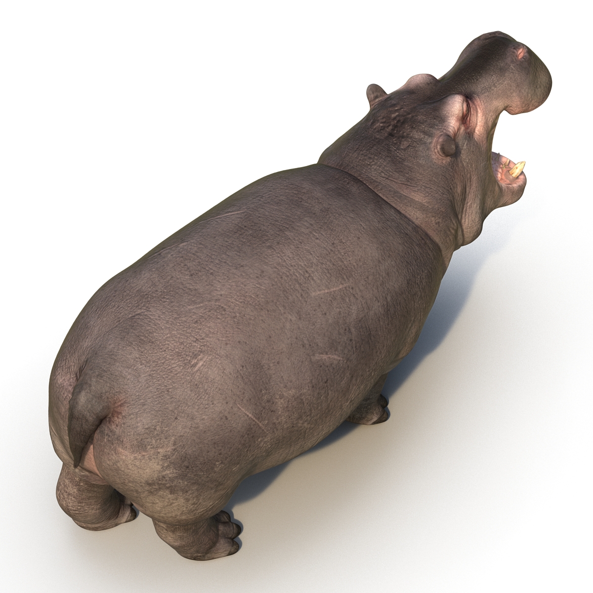 Hippopotamus Pose 2 3D model