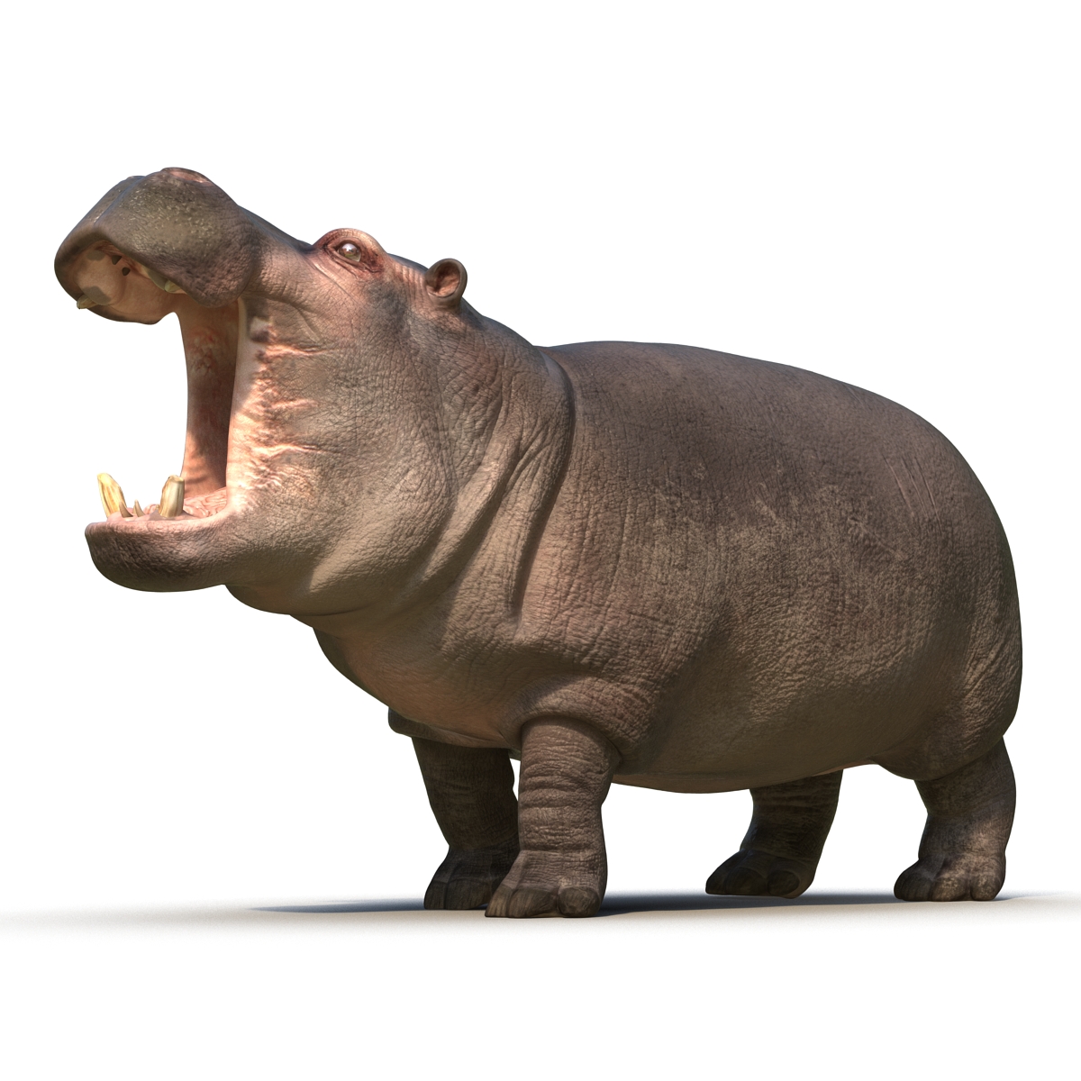 Hippopotamus Pose 2 3D model