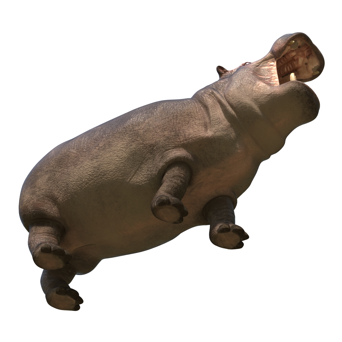 Hippopotamus Pose 2 3D model