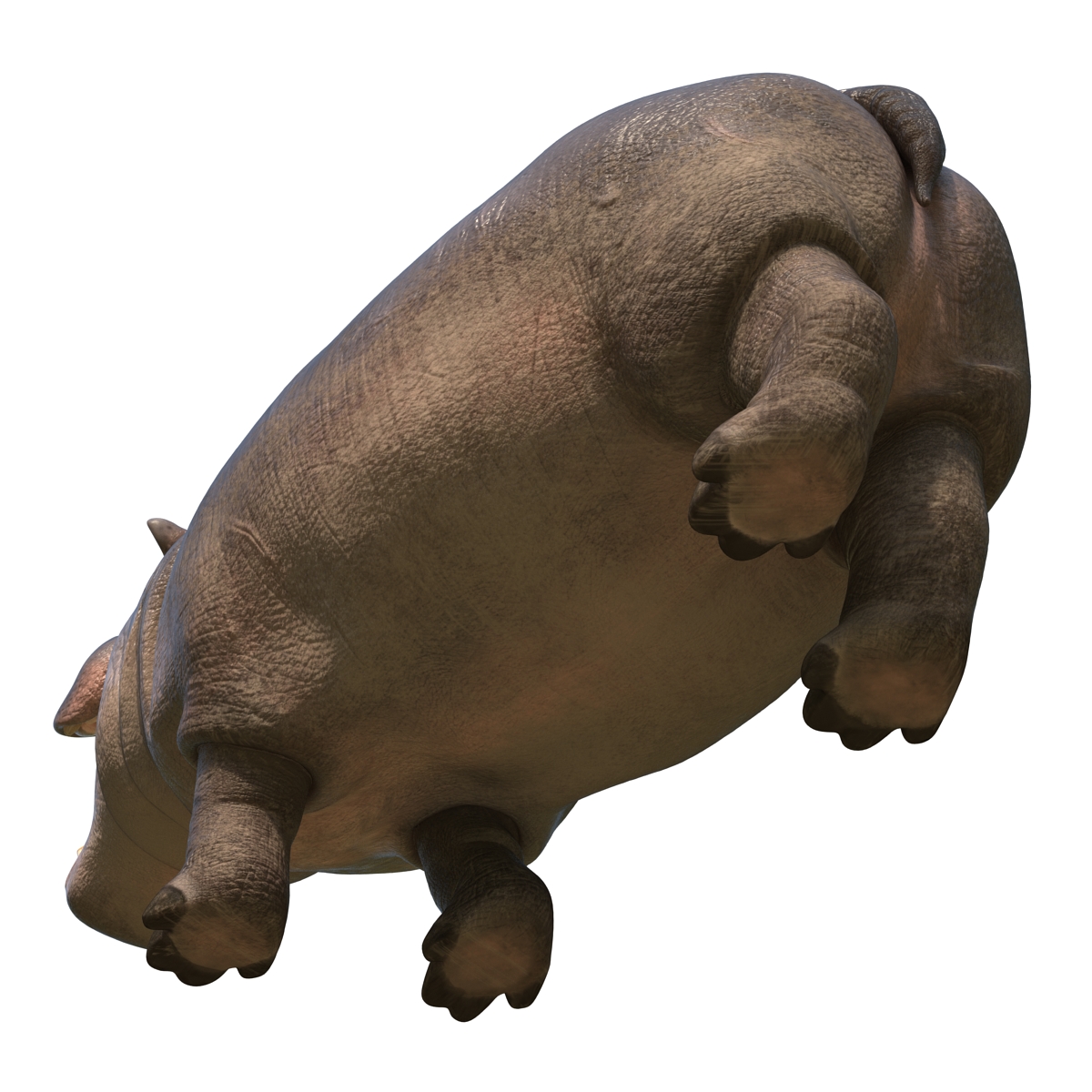 Hippopotamus Pose 2 3D model