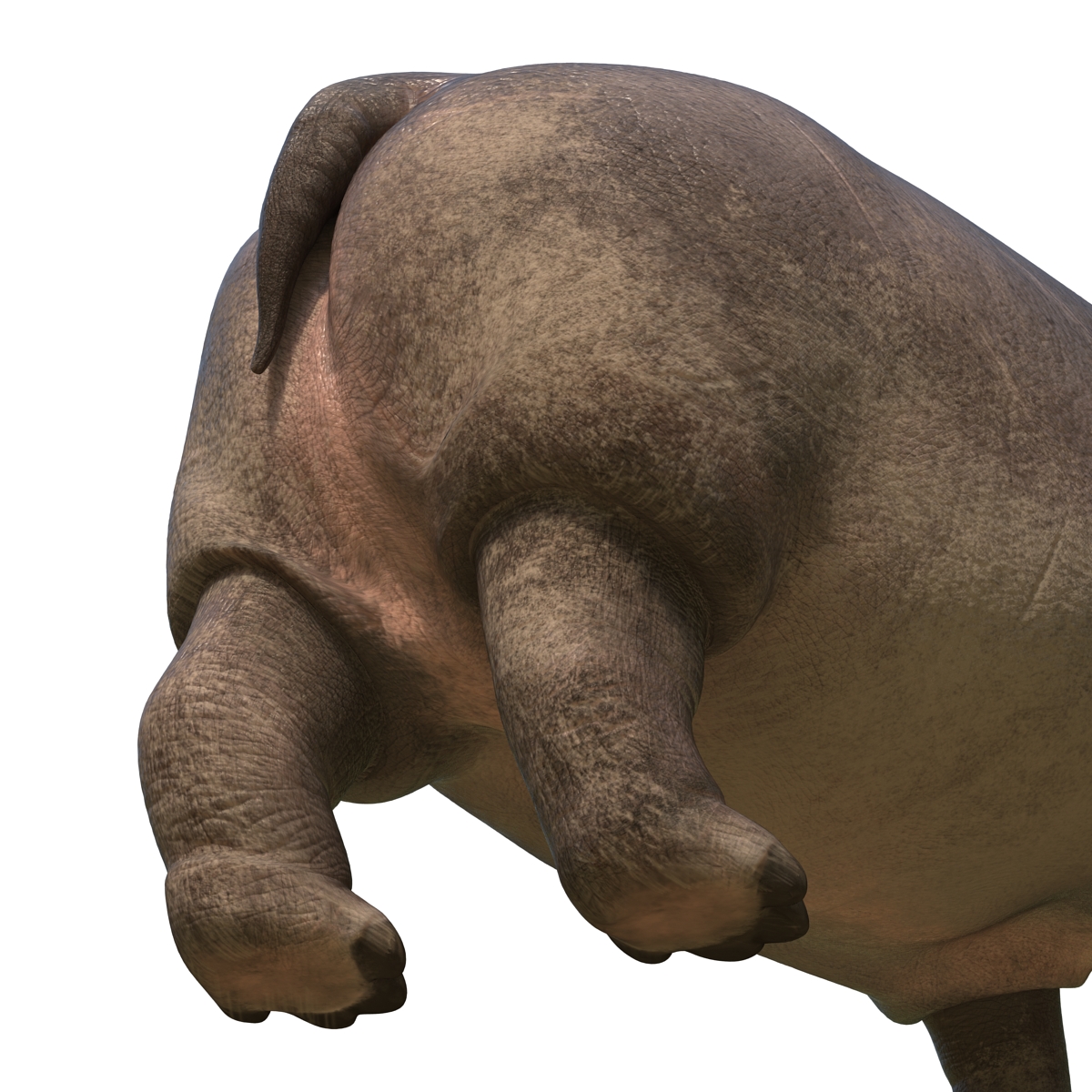 Hippopotamus Pose 2 3D model