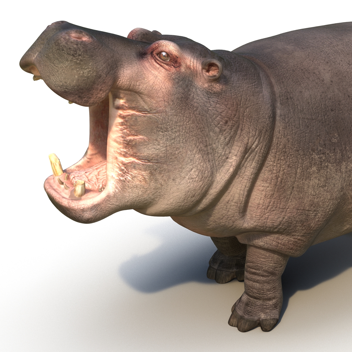 Hippopotamus Pose 2 3D model