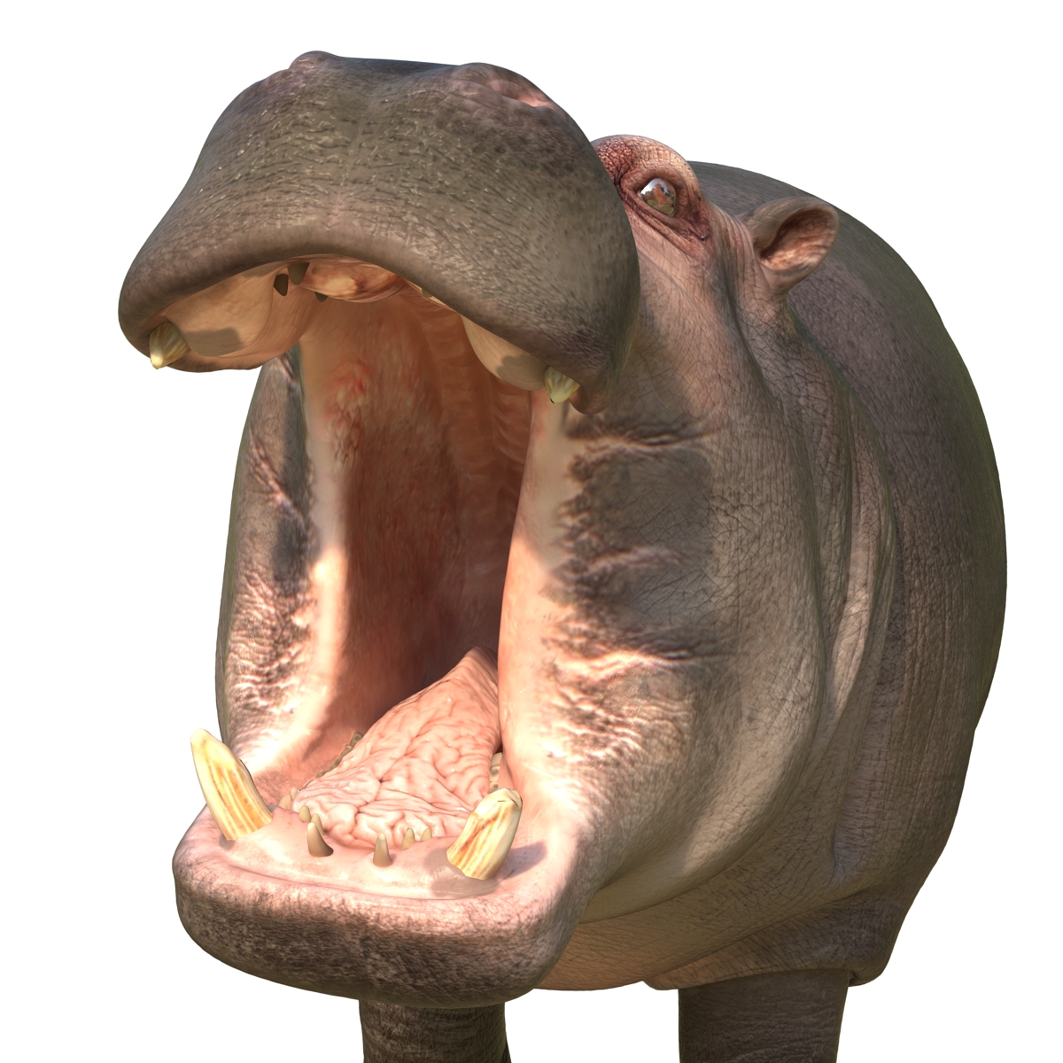 Hippopotamus Pose 2 3D model