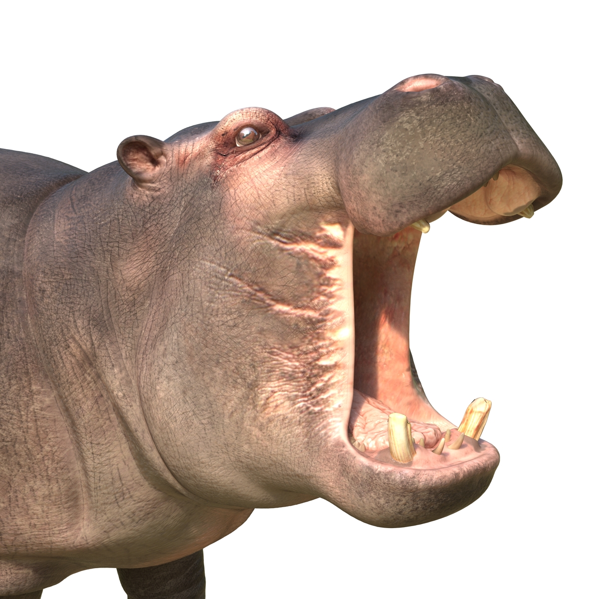 Hippopotamus Pose 2 3D model