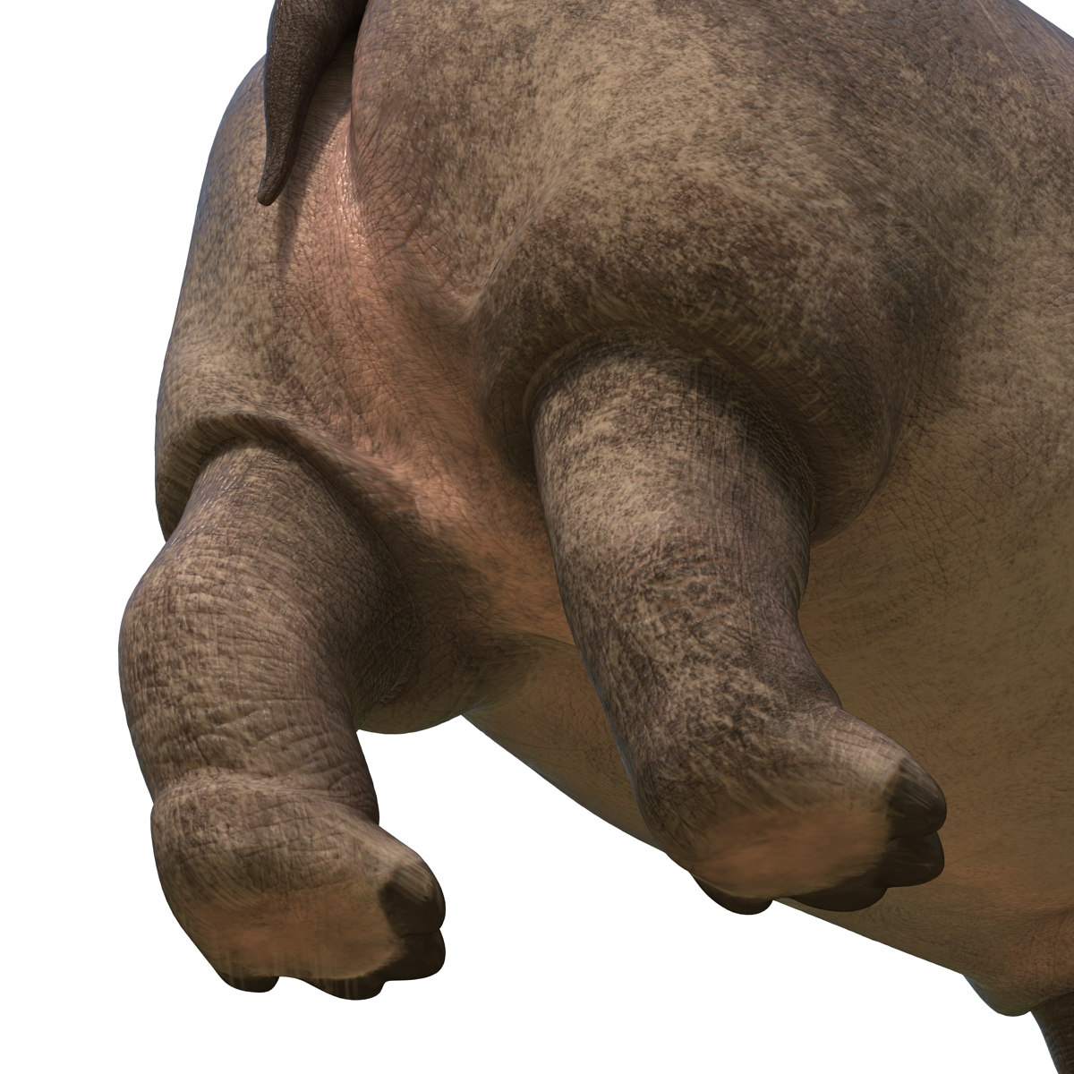 Hippopotamus Pose 2 3D model