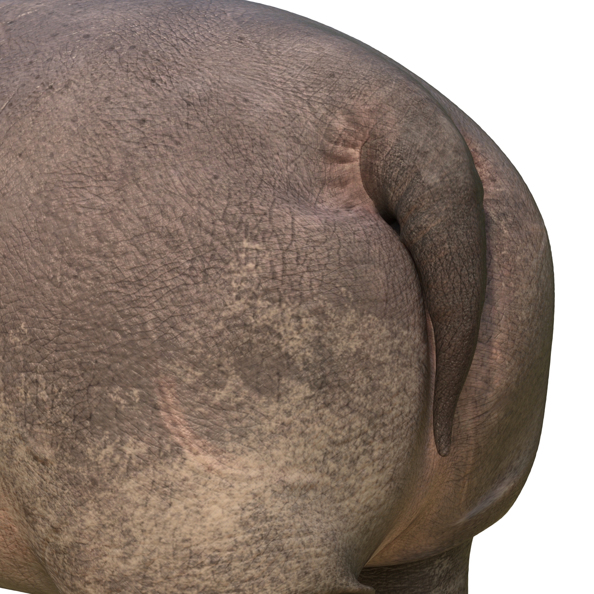 Hippopotamus Pose 2 3D model