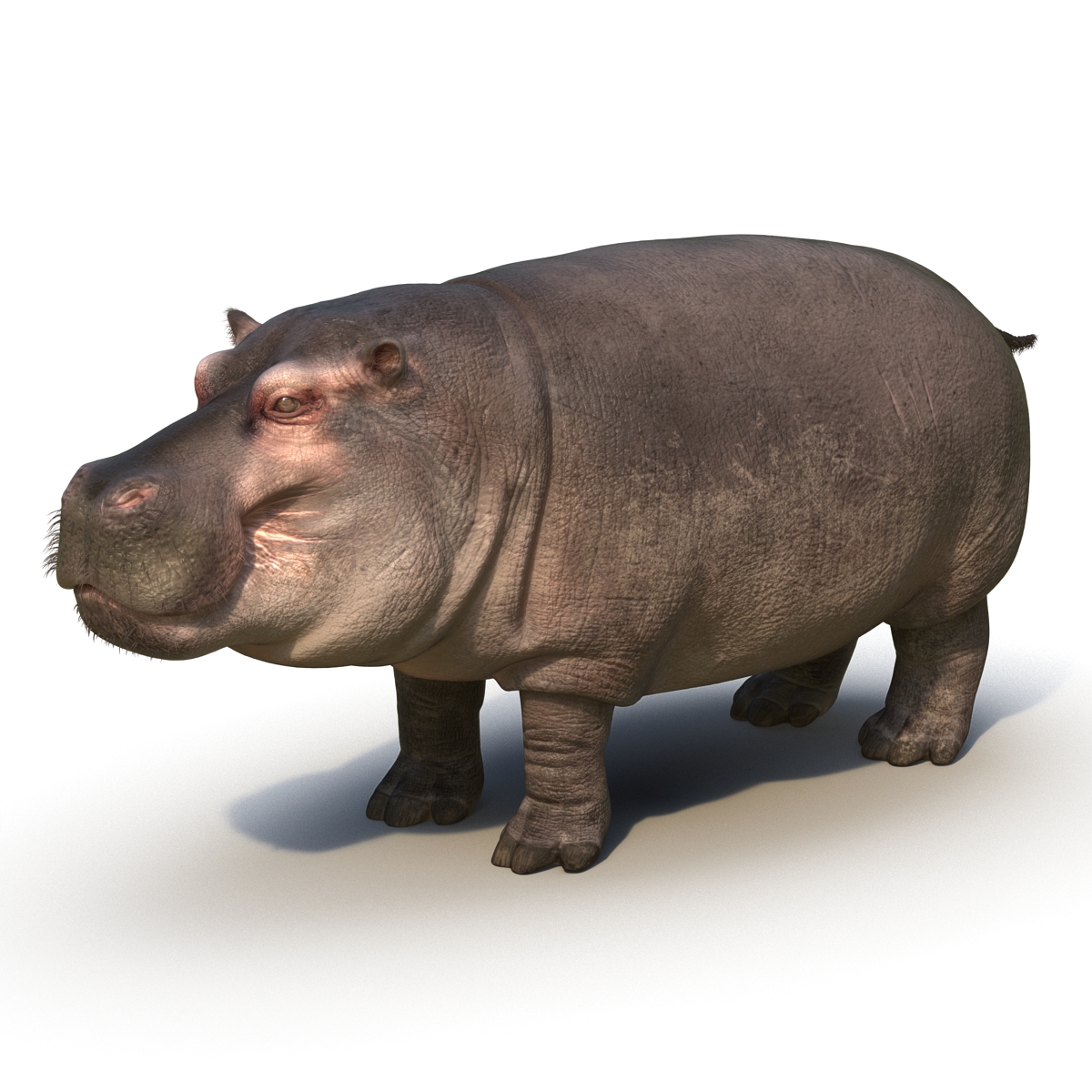 3D Hippopotamus with Fur