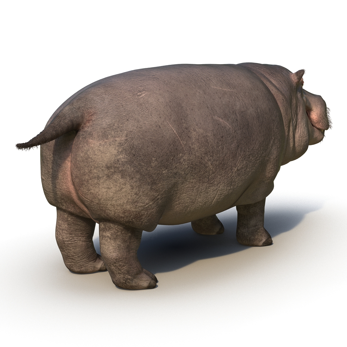 3D Hippopotamus with Fur