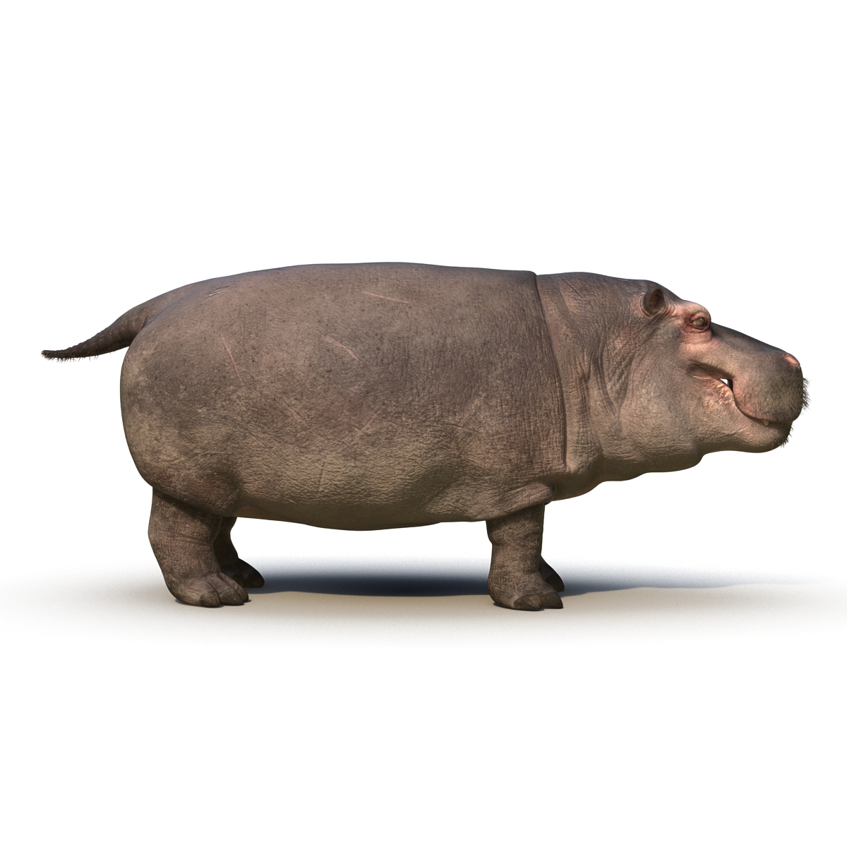 3D Hippopotamus with Fur