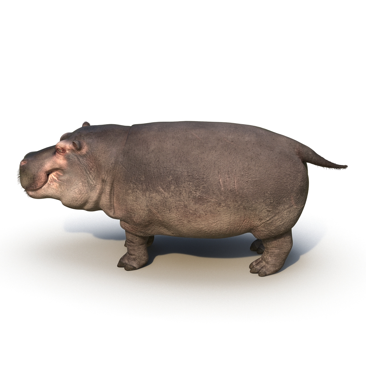 3D Hippopotamus with Fur